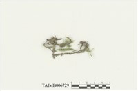 藏品(鈍葉樹平苔)的圖片